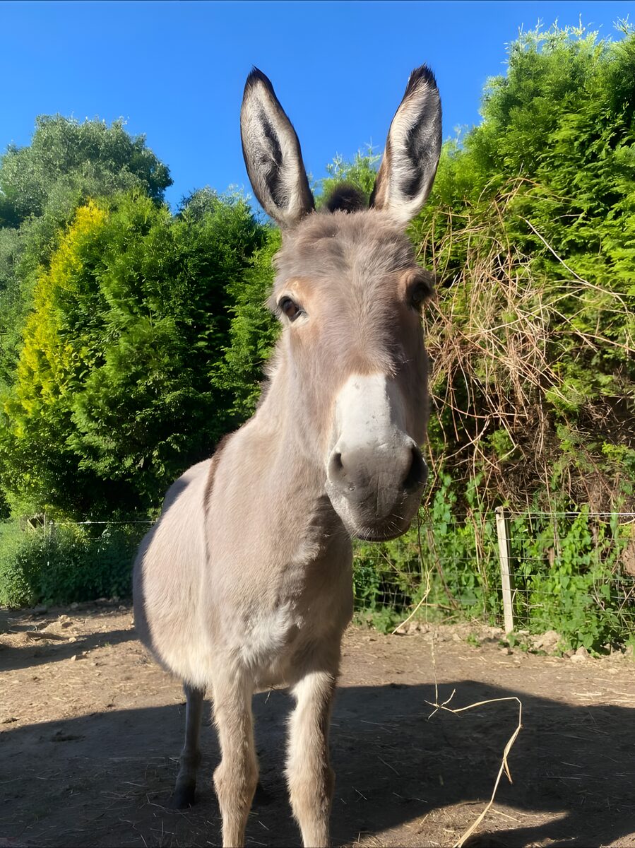 Esel des Ponyparadies steht auf dem Platz