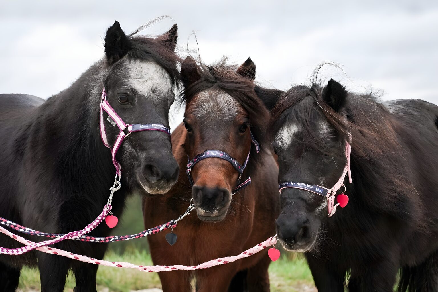 Drei Ponys der Reitschule Ponyparadies mit bunten Halftern auf der Weide