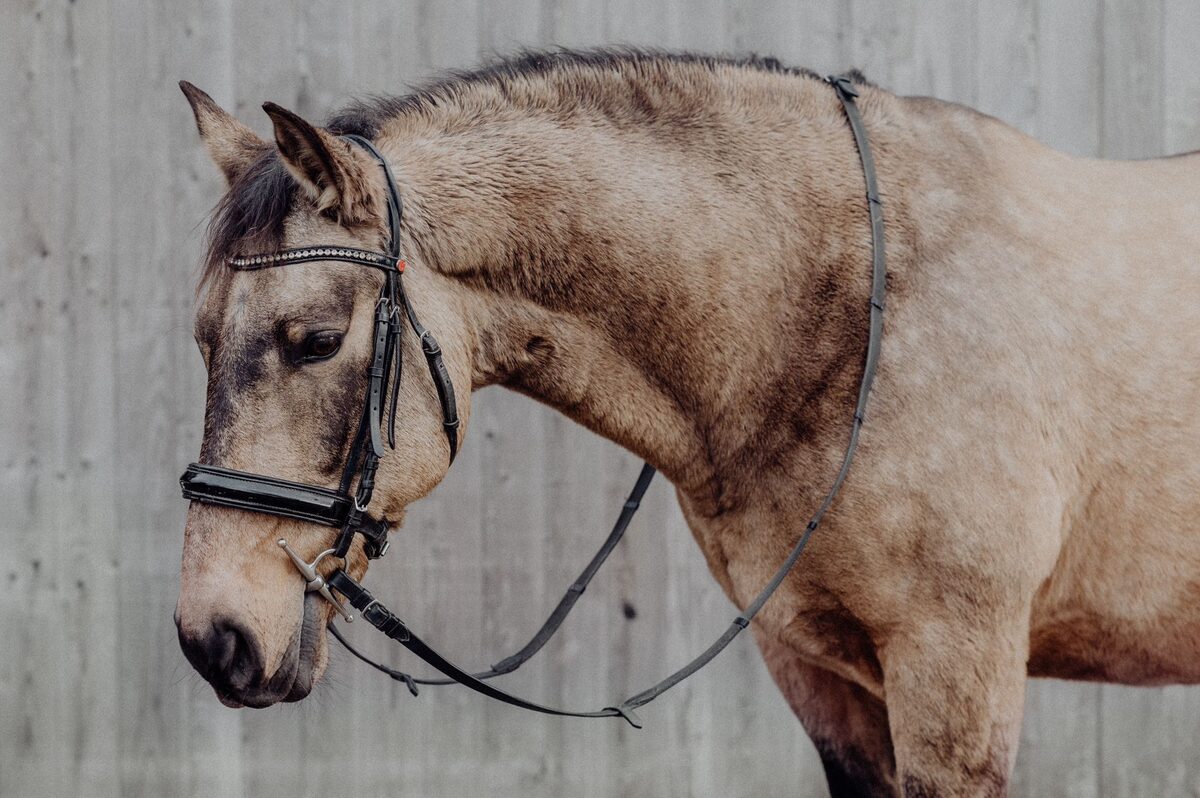 Portrait des Falben Ceri mit Trense, bereit für den Reitunterricht für Erwachsene