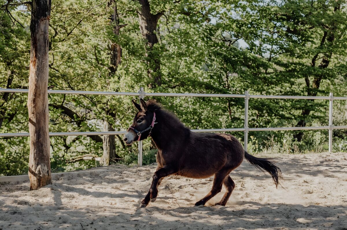 Pony im Galopp auf dem Reitplatz
