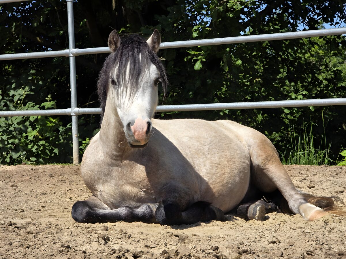 Entspannt im Sand liegendes Pony, Eltern-Kind-Gruppen