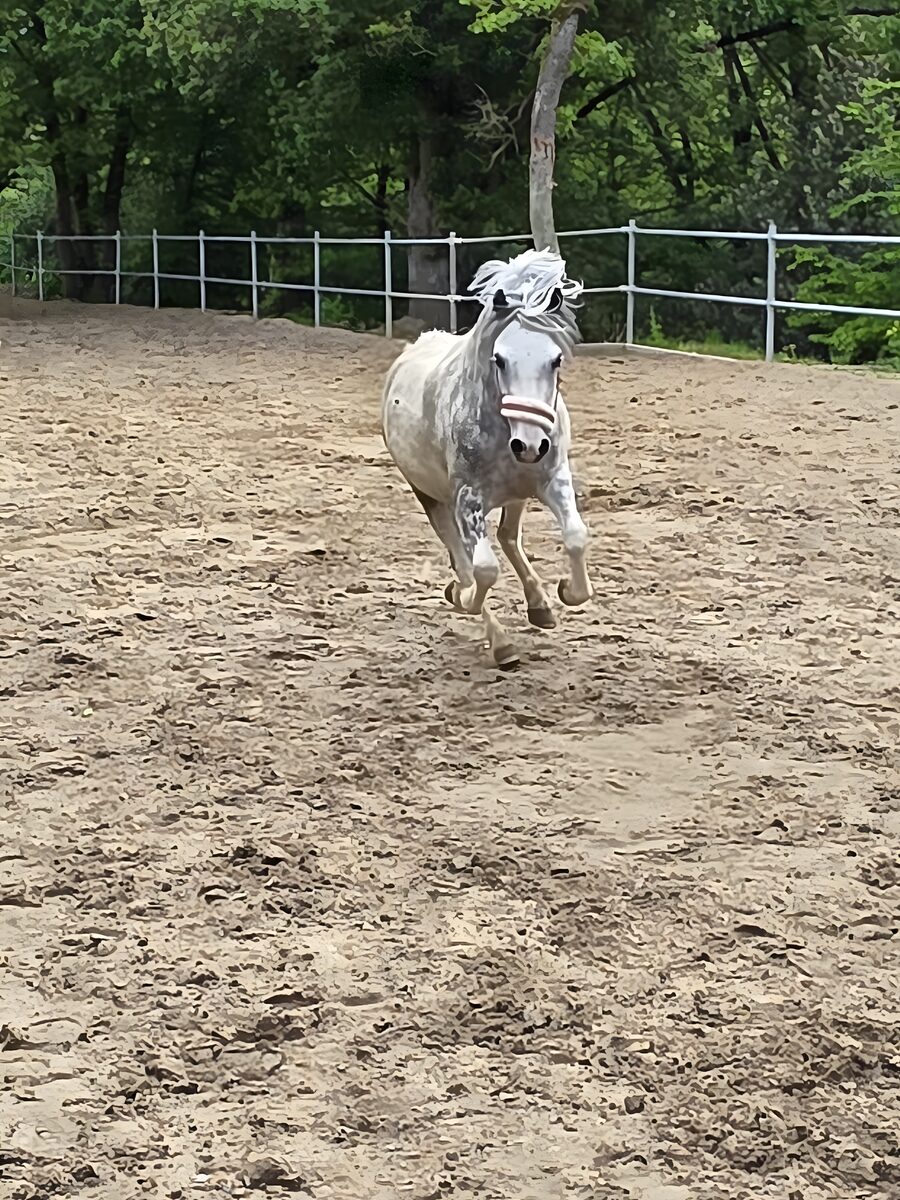 Pony Little galoppiert über den Reitplatz