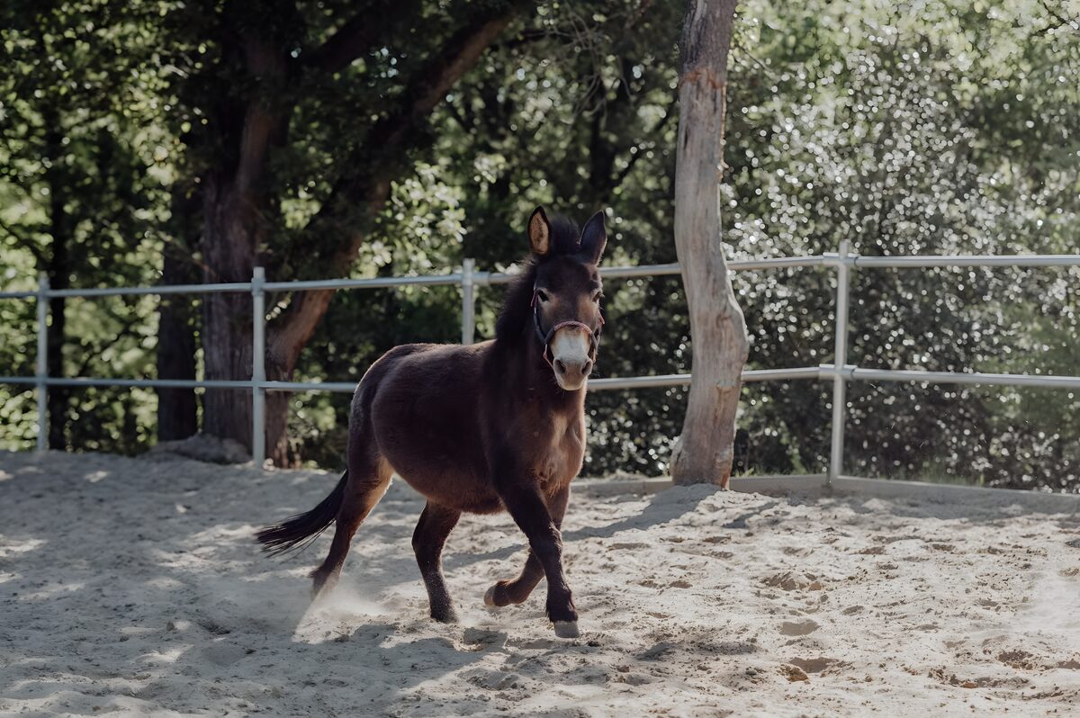 Pony Muliella trabt über den Sandplatz