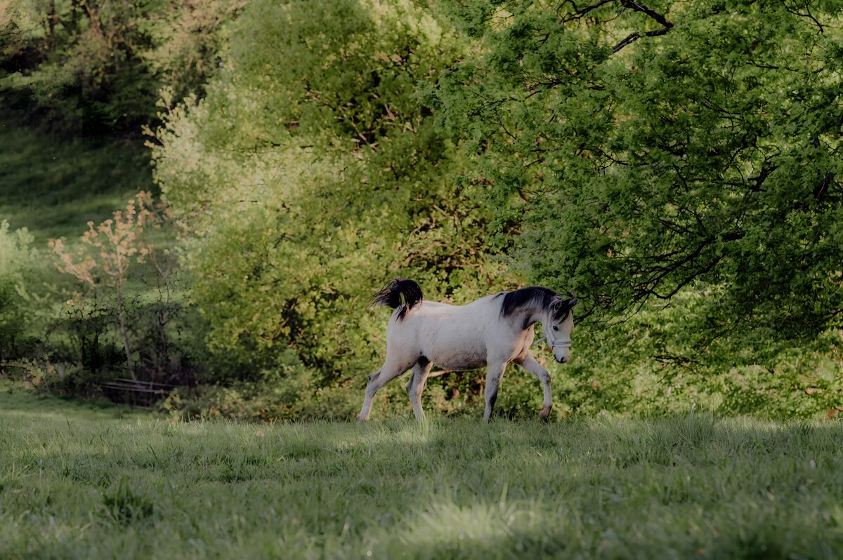 Pony Stitch auf der Weide