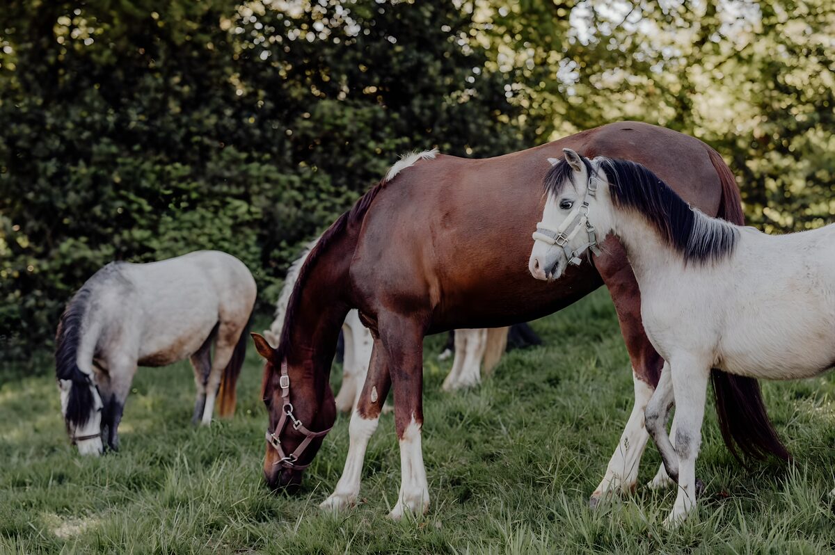 Drei Ponys stehen zusammen auf der Weide