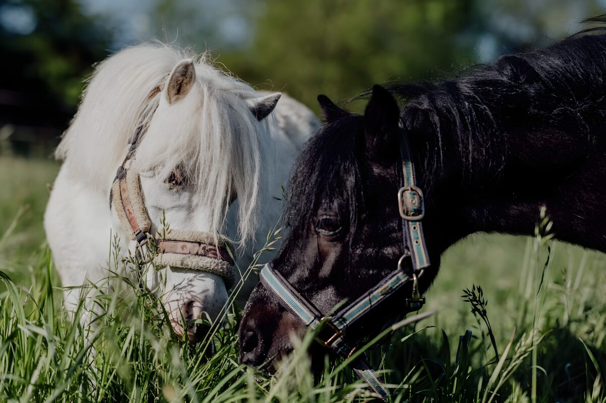 Zwei Ponys grasen nebeneinander auf der Weide, Longenunterricht für Kinder