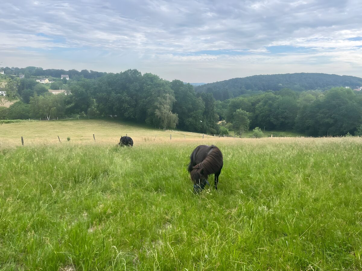 Blick über die Weiden des Ponyparadies
